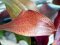 Echinodorus ipica - Rote Aquariumpflanze