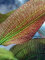 Echinodorus ipica - Rote Aquariumpflanze