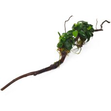 Anubias barteri var. nana auf Spiderwood 3 Monate...