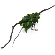 Anubias barteri var. nana auf Spiderwood 3 Monate gewässert 15-20 cm