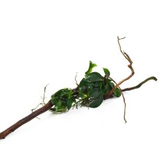 Anubias barteri var. nana auf Spiderwood 3 Monate gewässert 15-20 cm