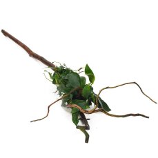 Anubias barteri var. nana auf Spiderwood 3 Monate gewässert 15-20 cm