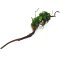 Anubias barteri var. nana auf Spiderwood 3 Monate gewässert 15-20 cm