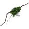 Anubias barteri var. nana auf Spiderwood 3 Monate gewässert 15-20 cm
