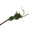 Anubias barteri var. nana auf Spiderwood 3 Monate gewässert 15-20 cm