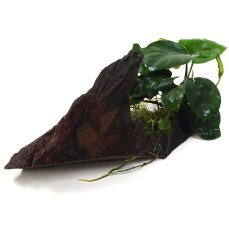 Bepflanzte Wurzel mit dem Speerblatt Anubias barteri var. barteri