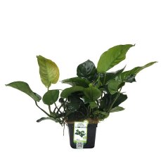 Breitblättriges Speerblatt Anubias barteri var....