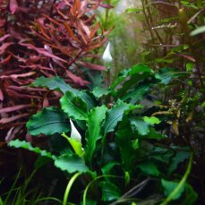 Bucephalandra pygmea Bukit Kelam Tropica