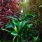 Bucephalandra pygmea Bukit Kelam Tropica