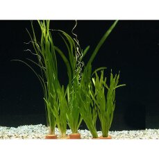 kleines Vallisnerien-Set 5 Bunde aus zwei Arten