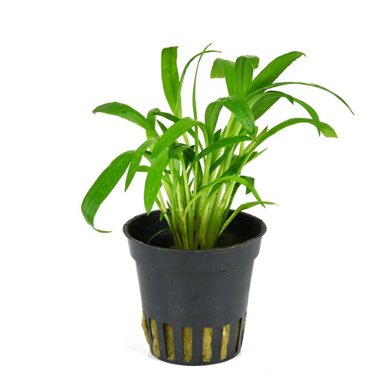Cryptocoryne albida var. costata - Weißlicher Wasserkelch