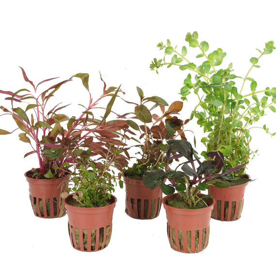 Aquarienpflanzen Set rote Farbtupfer - 5 Töpfe