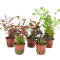 Aquarienpflanzen Set rote Farbtupfer - 5 Töpfe