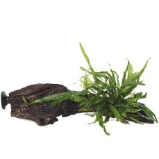 Microsorum pteropus Narrow auf Wurzel mit Sauger
