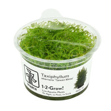 Taiwanmoos - Taxiphyllum alternans InVitro Kultur