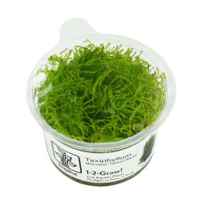 Taiwanmoos - Taxiphyllum alternans InVitro Kultur