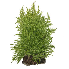 Taiwanmoos - Taxiphyllum alternans InVitro Kultur