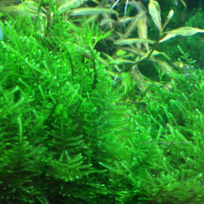 Taiwanmoos - Taxiphyllum alternans InVitro Kultur