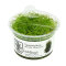 Taiwanmoos - Taxiphyllum alternans InVitro Kultur