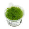 Taiwanmoos - Taxiphyllum alternans InVitro Kultur