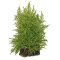 Taiwanmoos - Taxiphyllum alternans InVitro Kultur