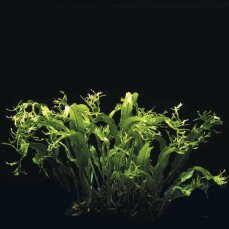 Pflanzensortiment für Barschaquarien mittelgroß, Aquariumpflanzenset