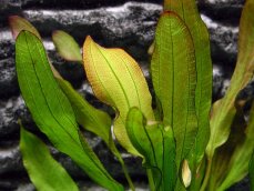 Echinodorus Red Devil - Froschlöffel Roter Teufel