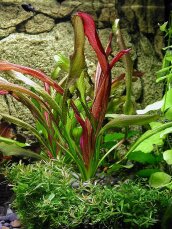 Echinodorus Red Devil - Froschlöffel Roter Teufel