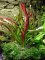 Echinodorus Red Devil - Froschlöffel Roter Teufel