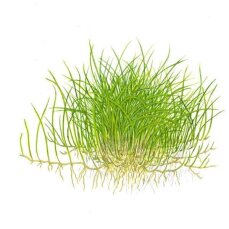 Eleocharis pusilla "mini" Laboranzucht steril aufgewachsen