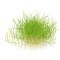Eleocharis pusilla "mini" Laboranzucht steril aufgewachsen