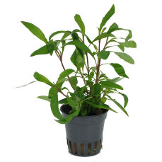 Schmalblättriger Wasserfreund - Hygrophila corymbosa...
