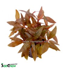 Alternanthera reineckii Mini - Zwergpapageienblatt