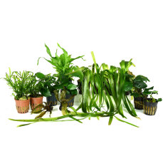 Großes Buntbarschset für 120 cm Aquarien