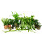 Großes Buntbarschset für 120 cm Aquarien