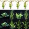 Großes Buntbarschset für 120 cm Aquarien
