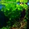 Nymphoides hydrophylla Taiwan - Wasserblättrige Seekanne InVitro