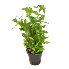 Rosablättriger Wasserfreund - Hygrophila polysperma...