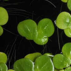 Spirodela polyrhiza - Vielwurzelige Teichlinse 20 Pflanzen