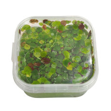 Spirodela polyrhiza - Vielwurzelige Teichlinse 20 Pflanzen