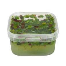 Spirodela polyrhiza - Vielwurzelige Teichlinse 20 Pflanzen