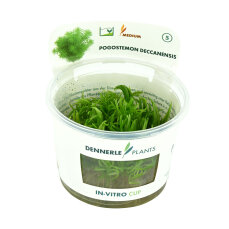 Indisches Sternkraut - Pogostemon deccanensis InVitro...