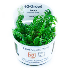 Rotala rotundifolia grün - Grünblättrige...