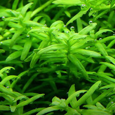 Rotala rotundifolia grün - Grünblättrige Rotala InVitro Tropica