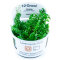 Rotala rotundifolia grün - Grünblättrige Rotala InVitro Tropica