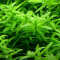 Rotala rotundifolia grün - Grünblättrige Rotala InVitro Tropica