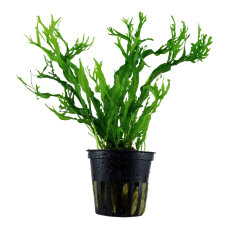 Microsorum pteropus Windeløv 008B Topf