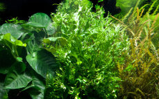 Microsorum pteropus Windeløv 008B Topf