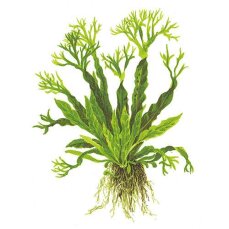 Microsorum pteropus Windeløv 008B Topf