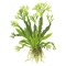 Microsorum pteropus Windeløv 008B Topf